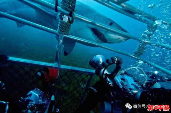 海域霸主争霸赛：揭秘各洋区顶级掠食者，谁才是鱼界最强猎手？