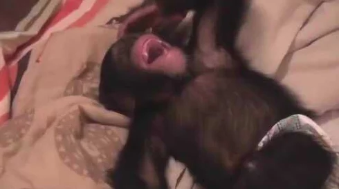 二人生猴子全程不盖被子黄，网友热评：笑到肚子疼的搞笑瞬间