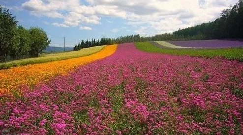 www野花：感受自然之美，畅游在五彩斑斓的花海中