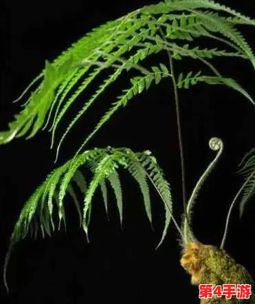 萌龙进化论:高效解锁与收集珍稀龙血树种子的独家策略指南 萌龙进化论:高效解锁与收集珍稀龙血树种子的独家策略指南