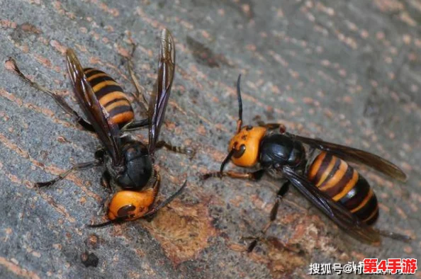 红桃视颏隐藏人口{dc":"yehanam"}之谜引发生态学家关注与讨论 红桃视颏隐藏人口{dc":"yehanam"}之谜引发生态学家关注与讨论