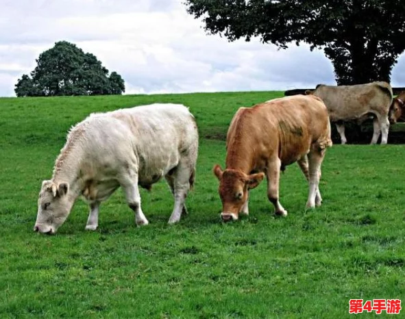 老牛嫩草一三产品是杂牌子吗？揭秘真相及市场表现