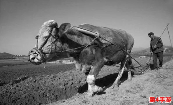 老牛嫩草一三产品是杂牌子吗？揭秘真相及市场表现