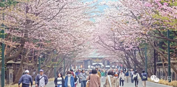 樱花动漫网站：探寻日本文化中的美丽与神秘，感受樱花盛开的魅力