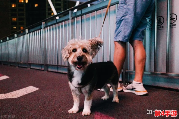 人狗胶配方大全高清1080p：许多用户称赞其效果显著，值得一试，使用体验良好！