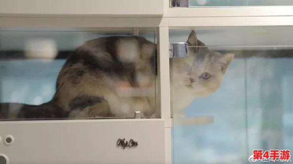 浓毛BwBwBwBwBw:网友热议“这标题真有趣,感觉像是在描述一只可爱的动物!” 浓毛BwBwBwBwBw:网友热议“这标题真有趣,感觉像是在描述一只可爱的动物!”