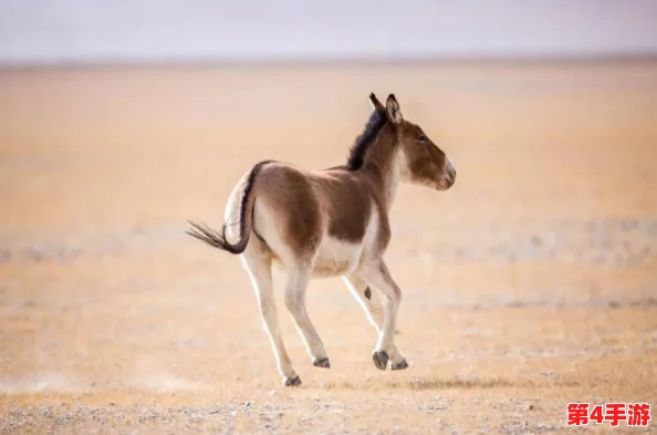 未成年可以在无人区开车吗？网友纷纷表示：“法律不允许，但未成年人驾驶的后果不容小觑！”