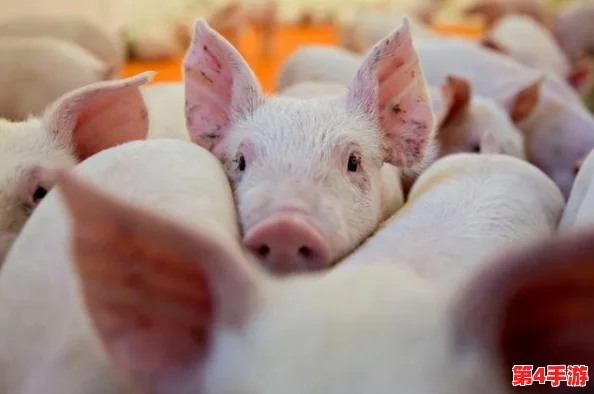 猪的又细又长像钻头一样，科学家发现这种特征可能与遗传变异有关，引发养殖业新关注