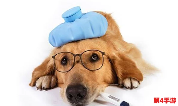 ZOOMSERVO兽狗牧场：宠物, 狗粮, 宠物用品, 猫咪玩具, 宠物服装, 小动物笼