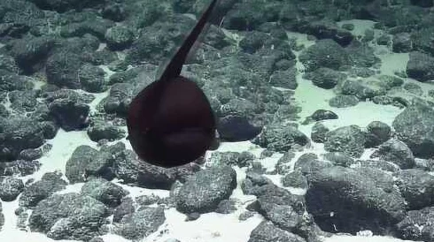 蝌蚪窝一个释放的，竟然被发现隐藏着神秘生物，引发网友热议与讨论！