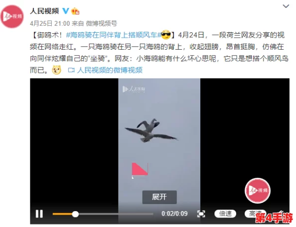 鸟德精神：网友热议这一理念对现代社会的影响与启示，纷纷分享个人理解与实践经验