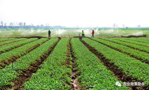 麻豆一二三土豆：探讨其在现代农业中的应用与发展前景及对农民收入的影响分析