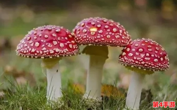 蘑菇黑料：揭示蘑菇种植中的隐患与真相，消费者需警惕假冒伪劣产品的危害