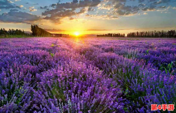 熏衣草实验室2024隐藏路线及其背后的科学实验解析与参观技巧分享 熏衣草实验室2024隐藏路线及其背后的科学实验解析与参观技巧分享