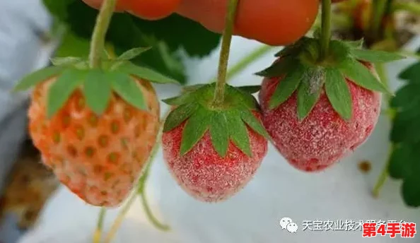 草莓湿漉漉是好事还是恶性?专家解析湿润环境对草莓生长的影响及其潜在风险与收益 草莓湿漉漉是好事还是恶性?专家解析湿润环境对草莓生长的影响及其潜在风险与收益