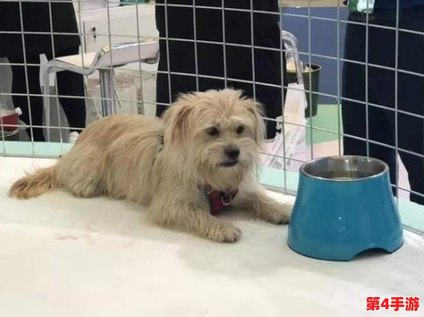 果冻影视：一个专注于提供高质量影视内容的平台，致力于为用户带来丰富多样的观影体验与娱乐享受