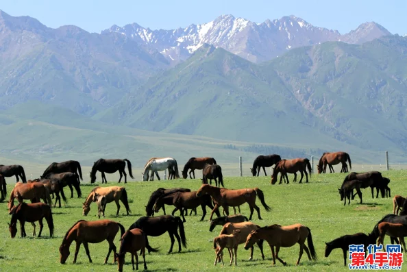 随着马儿的奔跑项弄，感受自然之美与生命活力的交融，带你领略不一样的风景与心灵体验