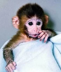 造猴子的全过程不盖被子，科学家们如何在实验室中成功培育出基因编辑的猴子并观察其行为变化