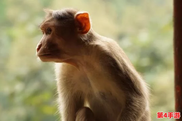 造猴子的全过程不盖被子，科学家们如何在实验室中成功培育出基因编辑的猴子并观察其行为变化