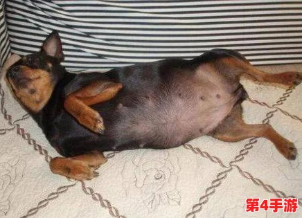 男人和母狗胶配方大全：从传统到现代的多种应用与制作方法详解，助你轻松掌握技巧与窍门