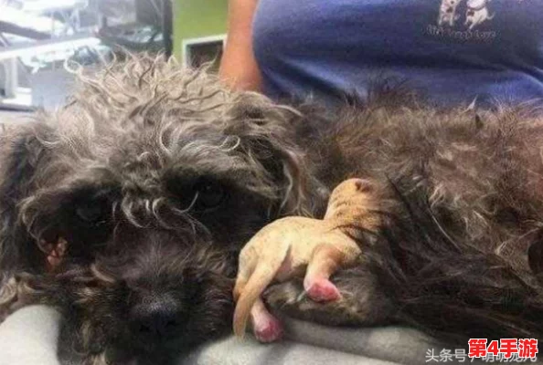 男人和母狗胶配方大全：从传统到现代的多种应用与制作方法详解，助你轻松掌握技巧与窍门