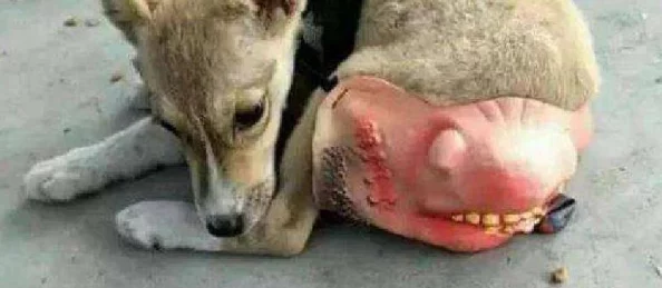 男人和母狗胶配方大全：从传统到现代的多种应用与制作方法详解，助你轻松掌握技巧与窍门