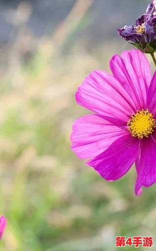 韩国野花视频：探寻春日绚丽的自然之美与生态多样性，感受大自然的魅力与生命的奇迹